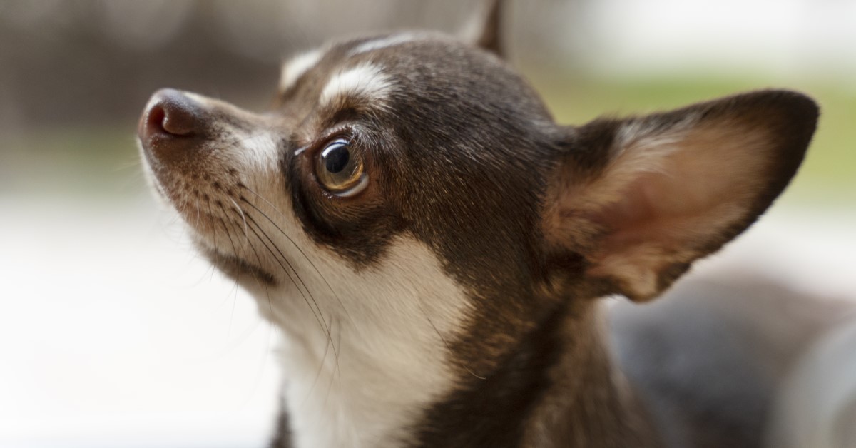 Keeping an Eye on Your Pet's Ears